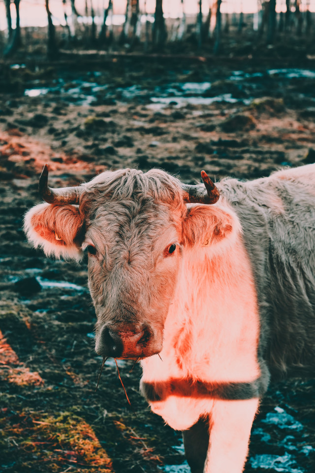 Ilustrasi hewan sapi. Foto: Unsplash