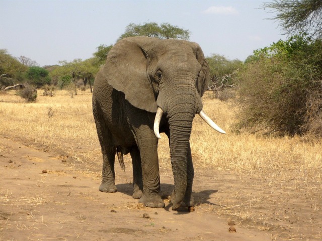 Gajah. Foto: ajoheyho from Pixabay 