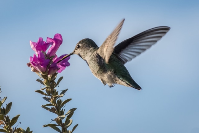 Burung kecil mencari madu di tanaman foto:Unsplash