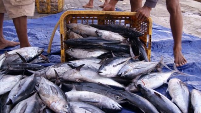 DKP Sulteng Kirim 600 Kilogram Ikan Spesies Yellowfin Tuna ke Jepang (50633)