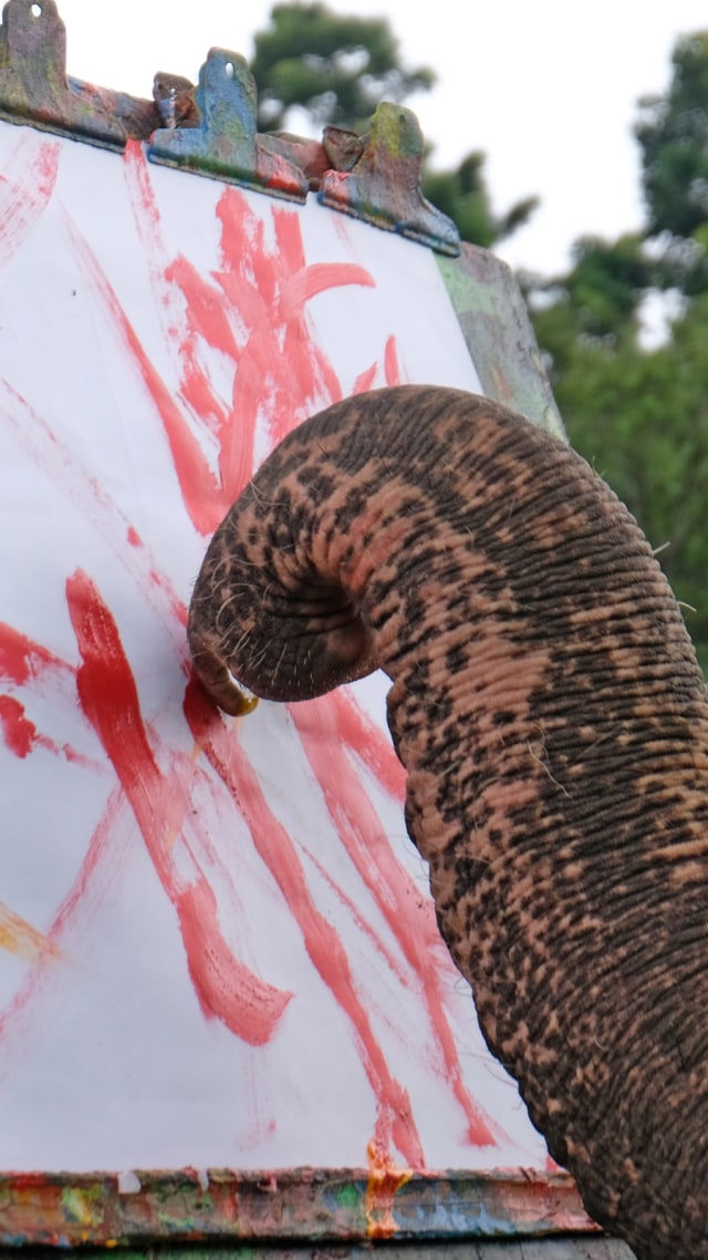 Goresan kuas pada kertas oleh gajah peliharaan Taman Wisata Candi (TWC) Borobudur Zella yang dididik untuk belajar melukis. Foto: Anis Efizudin/Antara Foto