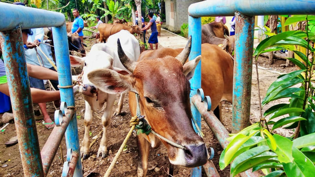 Dinas Peternakan dan Kesehatan Hewan Kabupaten Gorontalo melakukan vaksinasi dan pengobatan terhadap 168 hewan ternak, Sabtu (13/6). Foto: Dok banthayoid (Herman Abdullah)