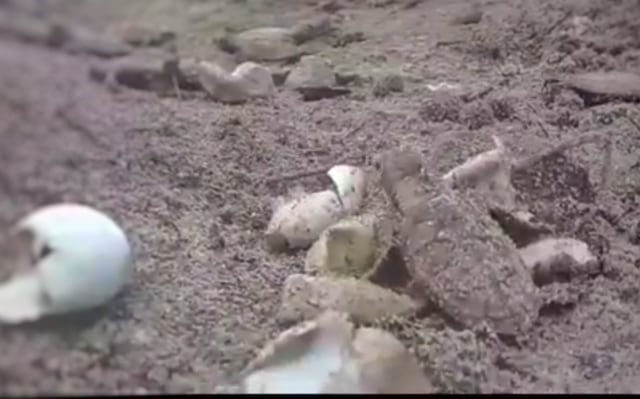 Eco Action Cara Keren TN Kep. Seribu Sikapi Pemulihan Ekosistem di Masa COVID-19 (11434)
