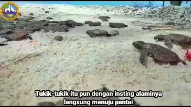 Eco Action Cara Keren TN Kep. Seribu Sikapi Pemulihan Ekosistem di Masa COVID-19 (11439)
