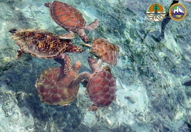 Eco Action Cara Keren TN Kep. Seribu Sikapi Pemulihan Ekosistem di Masa COVID-19 (11435)