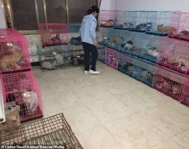 Viral, ratusan kucing di Linfen, China, diselundupkan untuk dijual. (Foto: Twitter/@Alroeya)