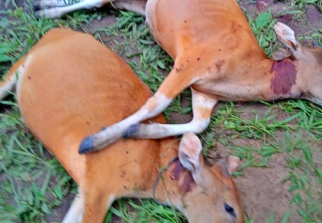 Dua Anak Sapi yang Diserang Harimau Sumatera di Kebun Sawit di Riau. Foto: BBKSDA Riau