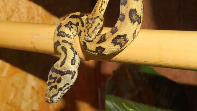 Ilustrasi ular piton. Foto: Pixabay