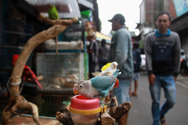 Salah satu burung sedang makan di kawasan splendid, Kota Malang. Meskipun tidak berada di dalam sangkar namun kakinya diikat.