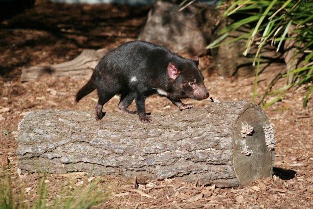Ada Kartunnya Ternyata Ini Rupa Asli Tasmanian Devil 