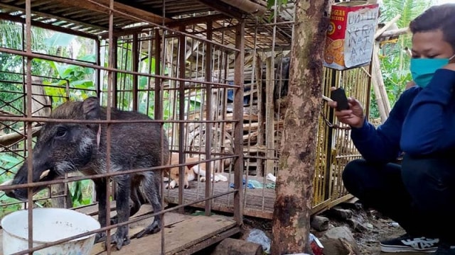 Seorang warga melihat dari dekat babi hutan berkaki aneh yang dipelihara Tukiran, warga Desa Pekuncen, Kecamatan Jatilawang, Kabupaten Banyumas, Jawa Tengah. Foto: Sumarwoto/ANTARA