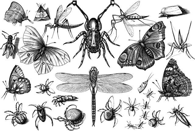 Macam-macam serangga. Foto: Pixabay