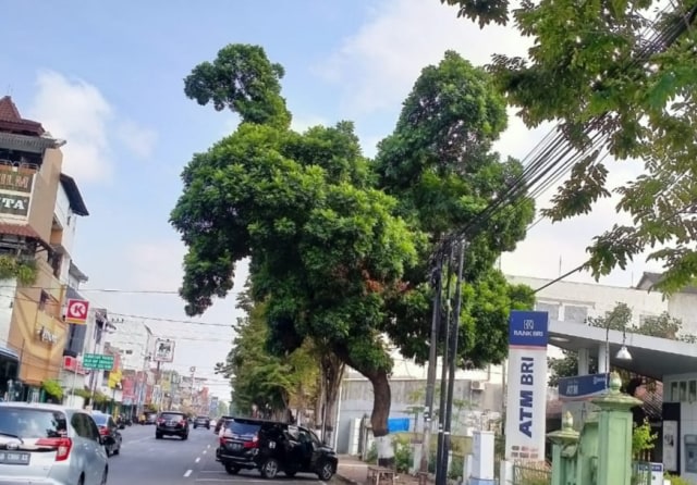 Pohon di Jalan Urip Sumoharjo, Kelurahan Klitren, Kecamatan Gondokusuman, Kota Yogyakarta, yang berbentuk seperti ayam. Foto: phj.