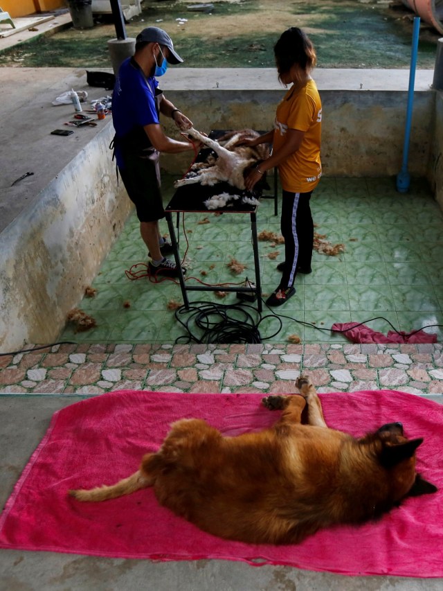 Kriengkai Thatwakorn bersama sorag sukarelawan lainnya mencukur seekor anjing liar di tempat penampungan di provinsi Chonburi, Thailand. Foto: Jiraporn Kuhakan/REUTERS