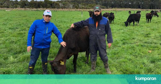 Reza Abdul Jabbar (kanan) berfoto dengan sapi di peternakannya di Southland, Selandia Baru. Dok: kumparan