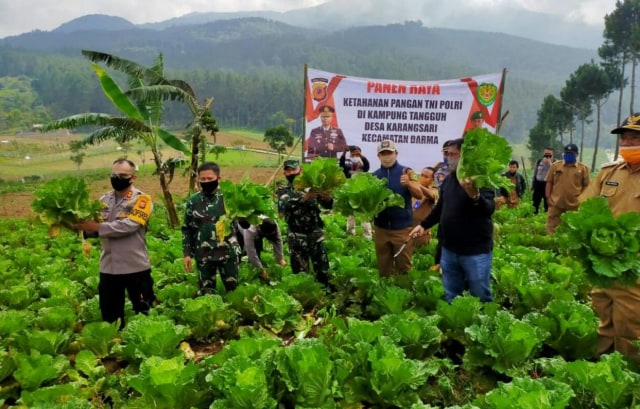 Jajaran Polres Kuningan dan Dandim 0615/Kuningan melakukan panen raya sayuran di Desa Karangsari, Kecamatan Darma, Kabupaten Kuningan. (Andri Yanto)