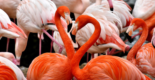 Flamingo hidup secara berkelompok (sumber: Pixabay)