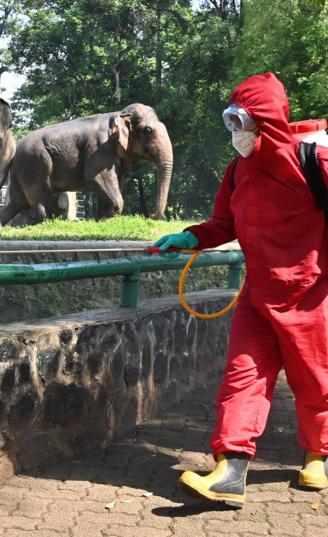 Petugas Pemadam Kebakaran (Damkar) menyemprotkan cairan disinfektan di lingkungan Taman Margasatwa Ragunan (TMR) Jakarta, Rabu (17/6). Foto: ADEK BERRY / AFP