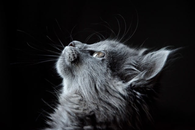 5 Tokoh  Terkenal  yang  Menyayangi Kucing  kumparan com