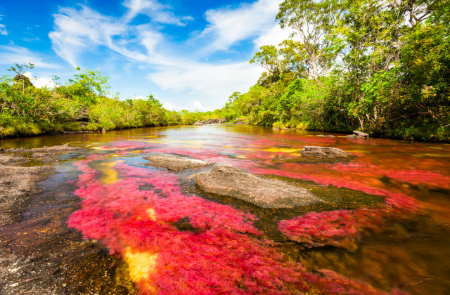 Menilik Cano Cristales, Sungai Terindah di Dunia yang Mirip Pelangi (21536)