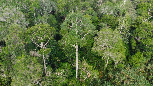 com-Selama enam tahun terakhir tidak ada kebakaran hutan dan lahan di wilayah RER berkat komitmen kuat restorasi hutan dan restorasi hidrologis. Foto: APRIL Group