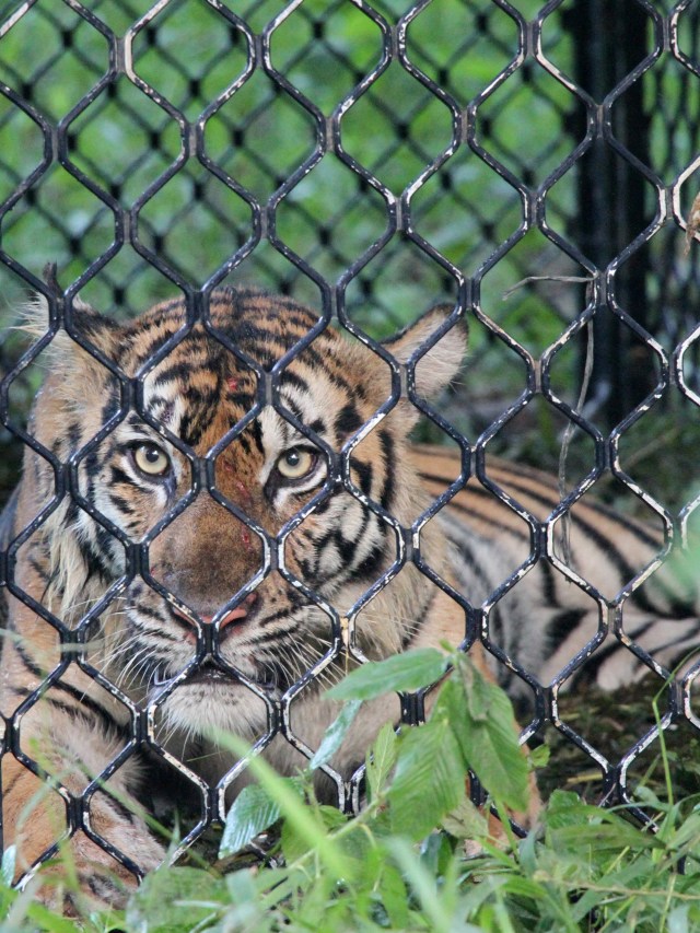 Harimau Sumatera liar berada di dalam kerangkeng di kawasan Conservation Respon Unit (CRU) Desa Naca, Trumon Tengah, Aceh Selatan, Aceh, Jumat (19/6). Foto: Syifa Yulinnas/ANTARA FOTO