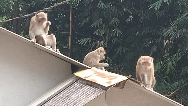 Kawanan monyet ekor panjang masuk ke pemukiman warga di Kecamatan Lembang, Kabupaten Bandung Barat. Foto: Dok. Istimewa