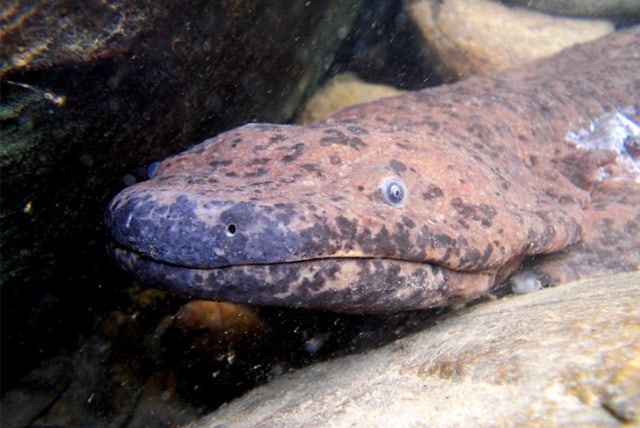 Salamander raksasa China Selatan (Andrian sligoi). Foto: Samuel T. Tuvey/Wiley Online Library