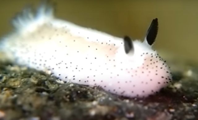 Sea bunny. Foto: Capture Youtube AYA CHANNEL