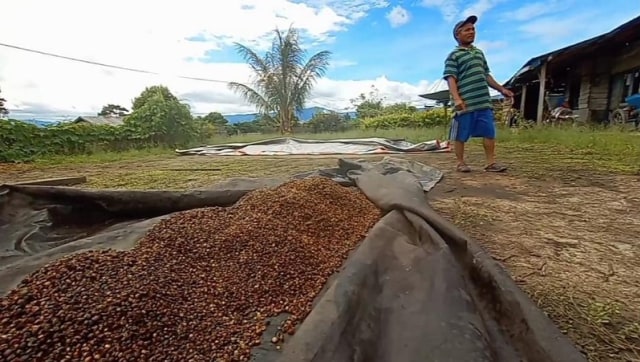 Biji kopi yang dijemur dan akan diolah untuk jadi biji kopi yang siap untuk dijadikan bubuk kopi. Foto: Kristina Natalia/PaluPoso