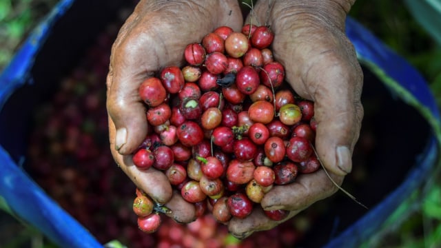Petani menunjukkan biji kopi robusta yang baru dipetik di Kawasan Kaki Gunung Galunggung, Kampung Ciakar, Kabupaten Tasikmalaya, Jawa Barat. Foto: Adeng Bustomi/ANTARA FOTO