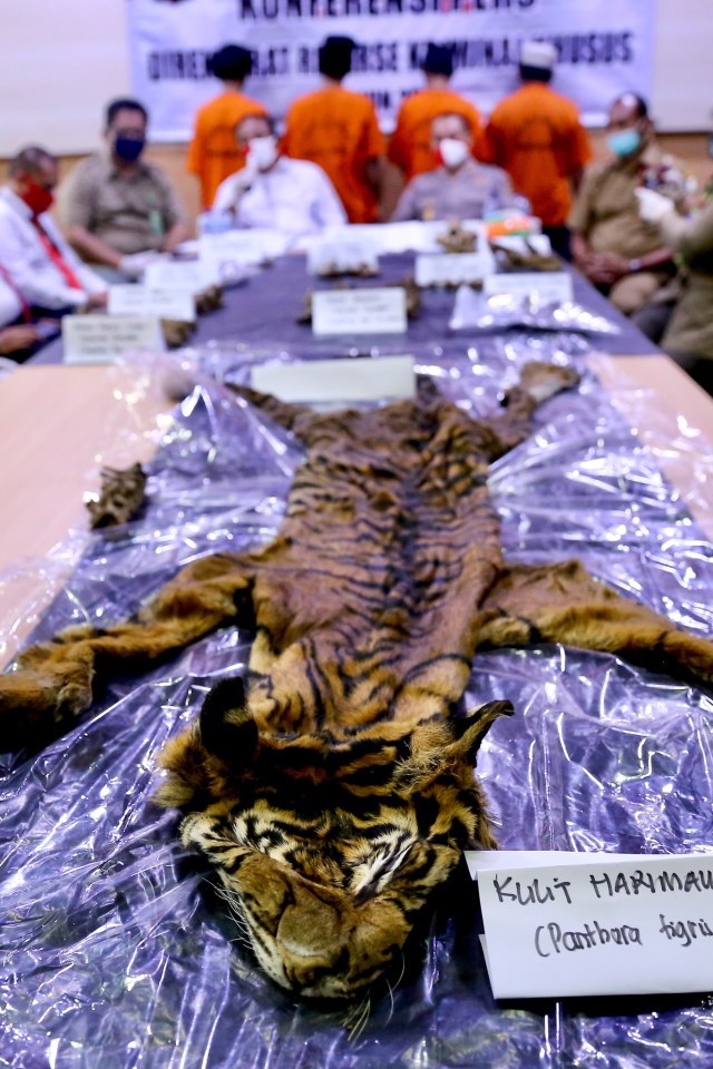 Pengungkapan kasus perdagangan organ Harimau Sumatera dan Beruang Madu oleh tim Ditreskrimsus Polda Aceh. Foto: Suparta/acehkini
