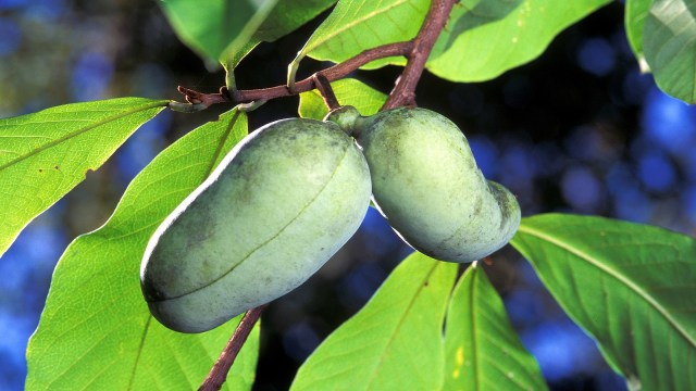 Foto: Pawpaw | Wikimedia Commons