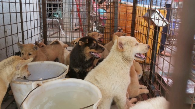 Anjing terlihat di kandang di pasar daging anjing di Yulin, Wilayah Otonomi Guangxi Zhuang, Cina, Senin (22/6). Foto: Humane Society International/Handout via Reuters