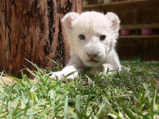 Ilustrasi Bayi Singa Putih Foto: Pixabay