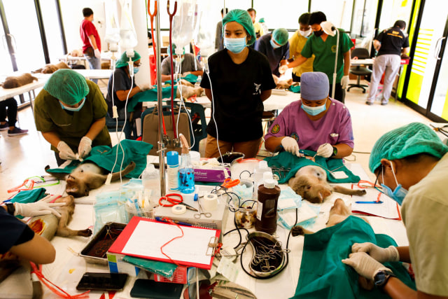 Dokter melakukan operasi pada kera saat proses sterilisasi. Foto: JORGE SILVA/Reuters