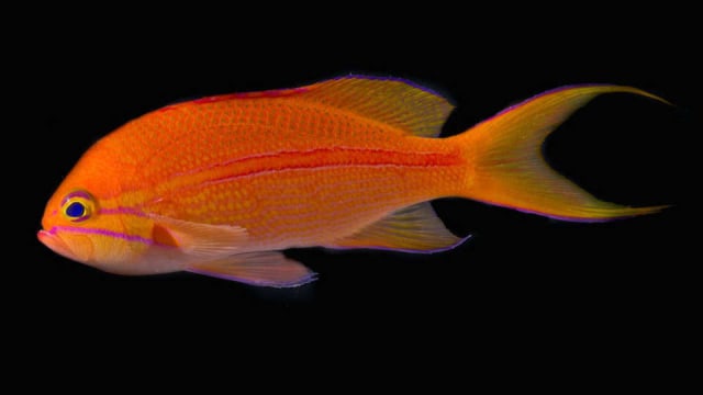 Ikan Pseudanthias fasciatus. Foto: Tim Wong/California Academy of Sciences