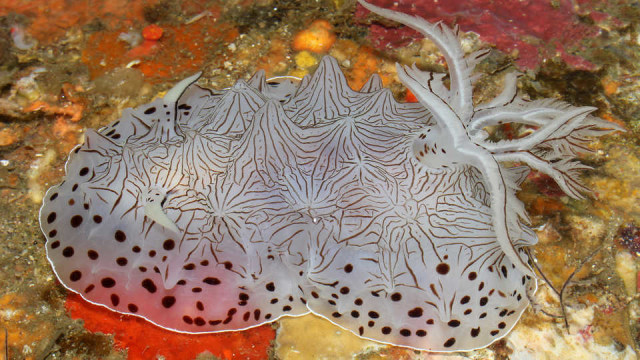 Moluska dari genus Halgerda. Foto: California Academy of Sciences