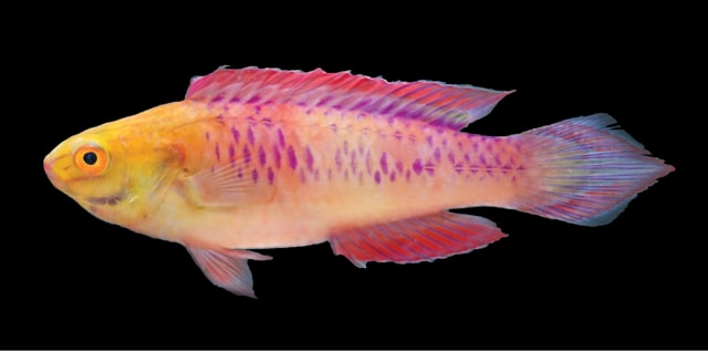 Ikan Cirrhilabrus wakanda. Foto: Yi-Kai Tea/ZooKeys