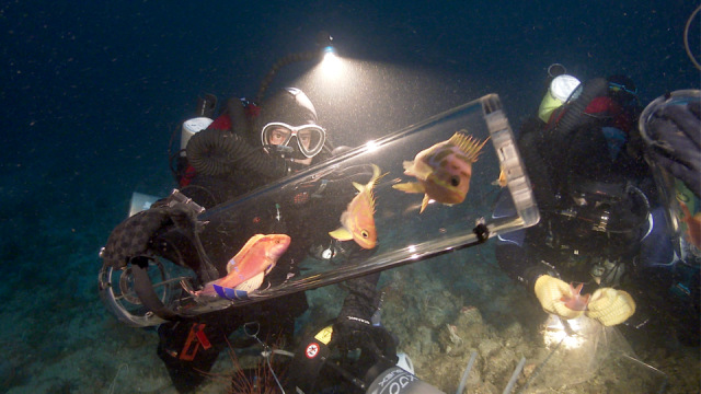 Peneliti mengumpulkan spesimen hewan laut di laut Filipina. Foto: Elliott Jessup/California Academy of Sciences