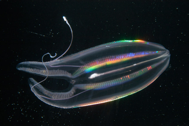 Ubur-ubur Ctenophore. Foto: Larry Madin/WHOI