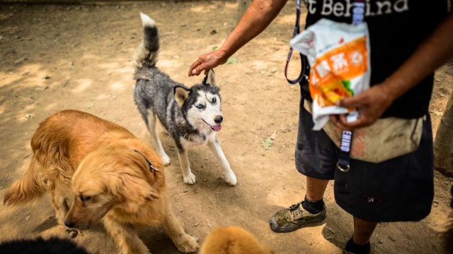 Anggota LSM No Dogs Left Behind memberi makan anjing yang telantar karena pandemi di Beijing, China. Foto: NOEL CELIS/AFP