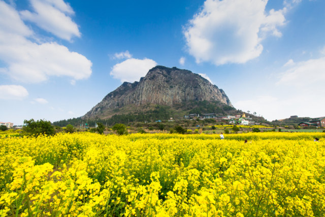 ilustrasi Pulau Jeju  Foto: Shutter stock 