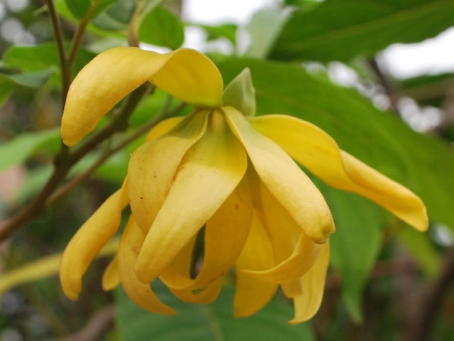 3 Mitos Bunga Kenanga Kumparan Com