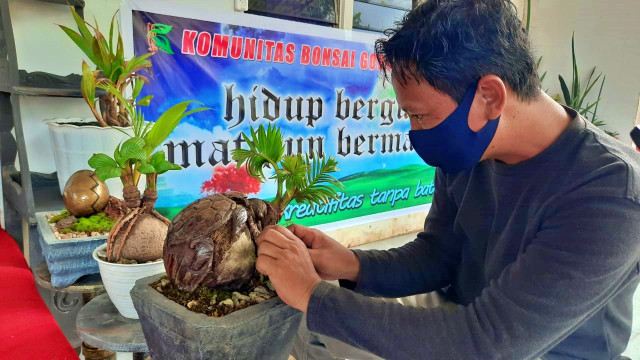 Melirik Komunitas Seniman Bonsai Kelapa Pertama Di Gorontalo Kumparan Com