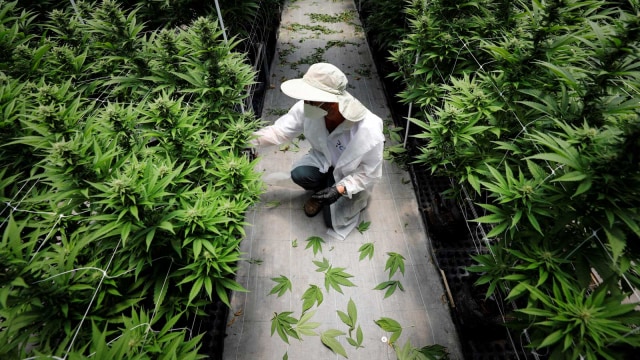 Polri hingga BNN Tetap Tolak Legalisasi Ganja Meski untuk Kepentingan Medis (362393)