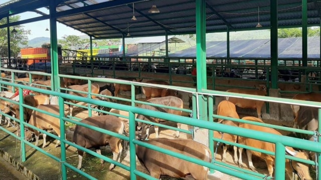 Karantina Pertanian Mamuju melakukan pemeriksaan kesehatan pada sapi sebelum diseberangkan ke Kalimantan. Foto: Dok. Badan Karantina Pertanian