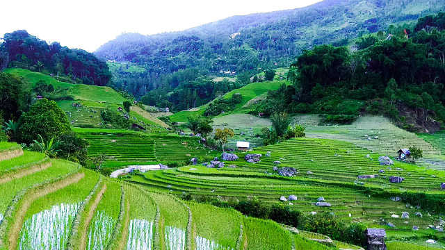 Sawah terasering di Kecamatan Pana, Mamasa, Sulawesi Barat. Foto: Frendy/sulbarkini