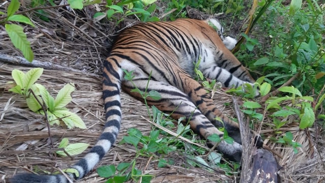 Harimau yang ditemukan mati di Aceh Selatan. Foto: Dok. FKL