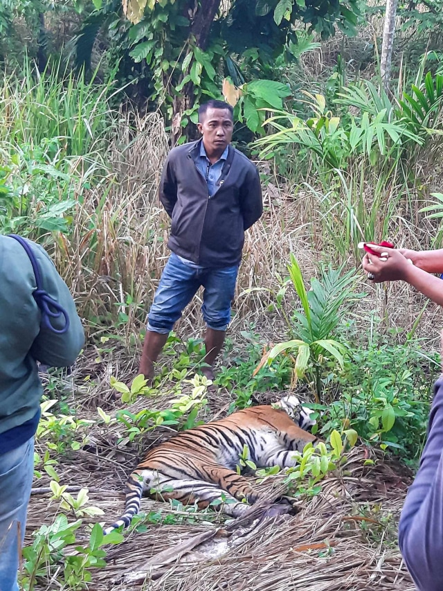 Petugas memeriksa bangkai harimau Sumatera yang ditemukan mati di kawasan perkebunan masyarakat di Kecamatan Trumon, Aceh. Foto: Hafizdhah/ANTARA FOTO